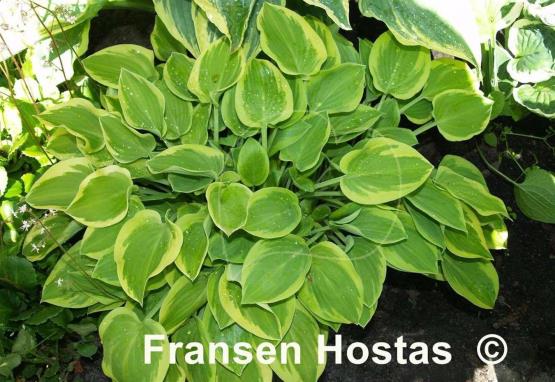 Hosta Lakeside Ninita